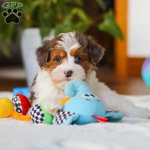 Brodie, Yorkie Poo Puppy